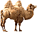camelo.gif